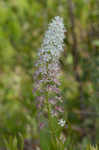 Osceola's plume <BR>Death camas <BR>Crow poison